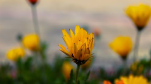 flower macro floral