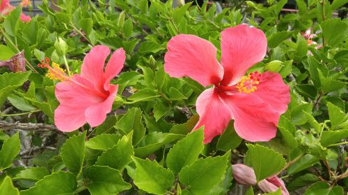 flower hibiscus tropical