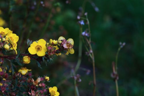 flower autumn nature