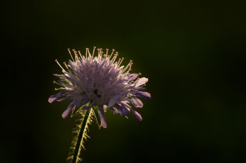 flower bloom the way hiking