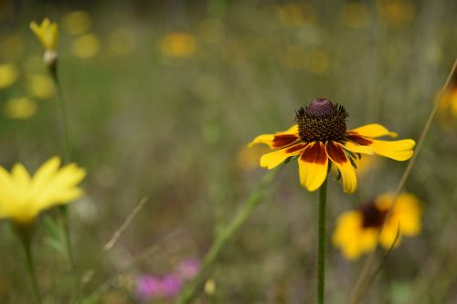 flower texas wild flower wild