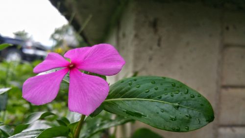 flower wall concrete