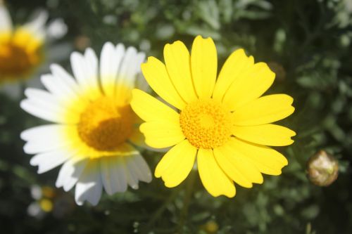 flower field spring