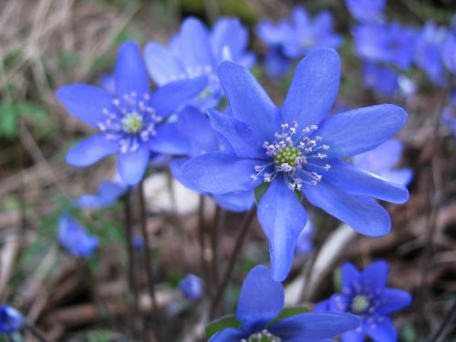 flower nature garden