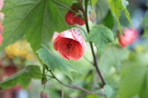 flower green blossom