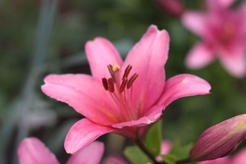 flower pink blossom