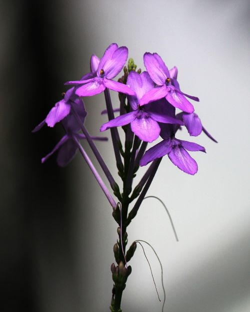 flower purple purple flowers