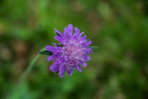 flower nature wild