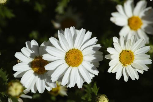 flower nature daisy