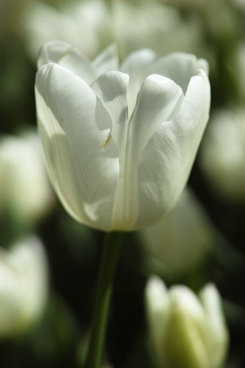 flower nature tulips