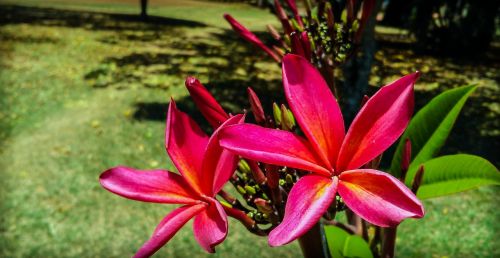 flower garden nature