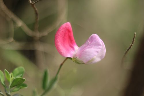 flower pink green