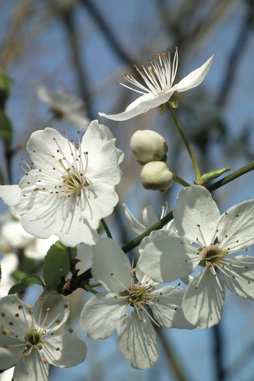 blossom bloom white