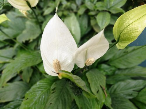 flower white flower white and green