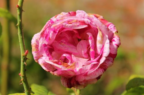 flower pink blossom