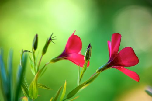 flower nature garden