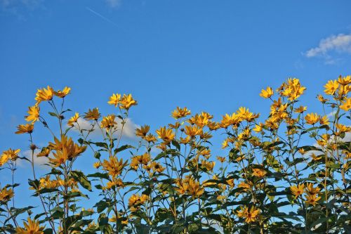 flower yellow flower cone flower