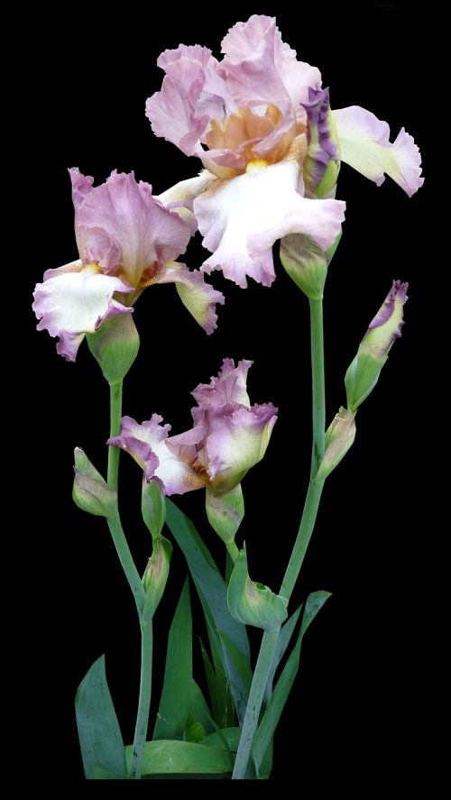 flower iris mauve