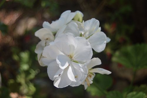 flower white flowers geraneo