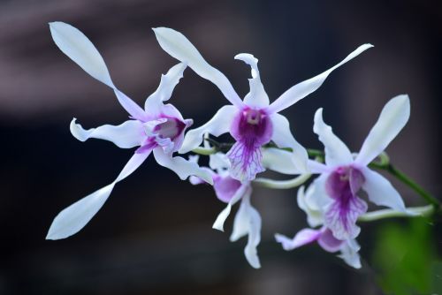 flower orchid plant