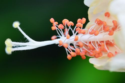 flower plant white