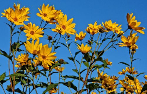 flower yellow flower blue skies