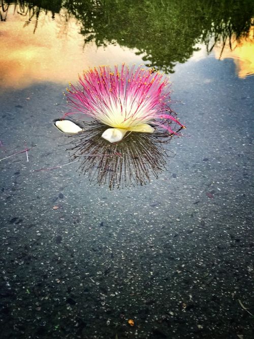 flower water reflection