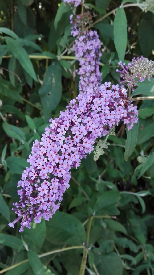 flower nature wild flowers