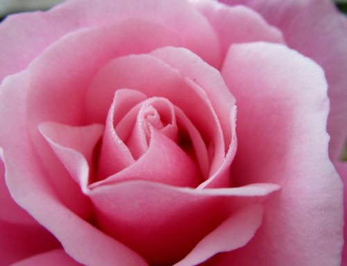 flower rose petals