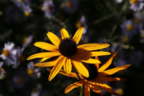 flower yellow close