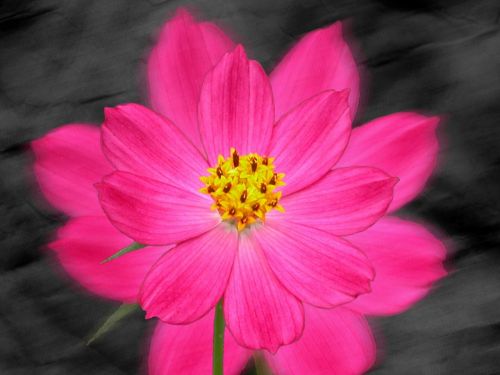 flower pink fuchsia