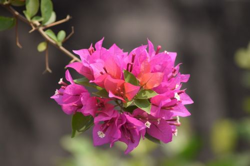 flower bright pink