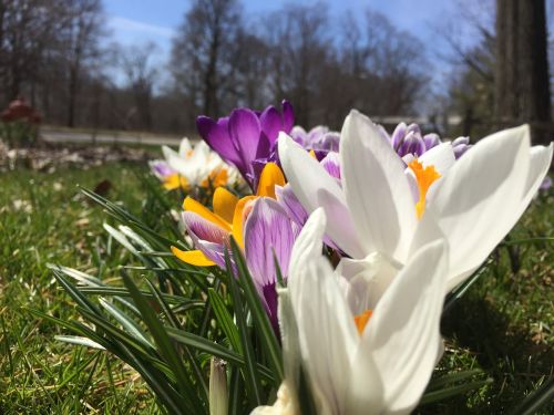 flower tulip floral