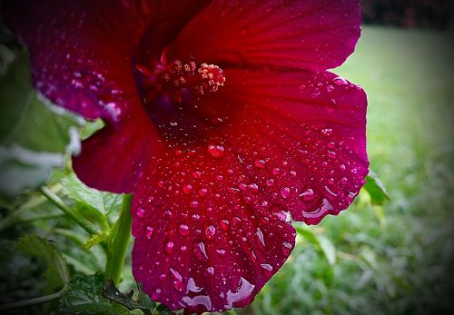 flower wet water drops