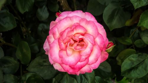 flower flora pink