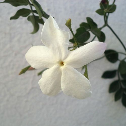 flower jasmine perfume