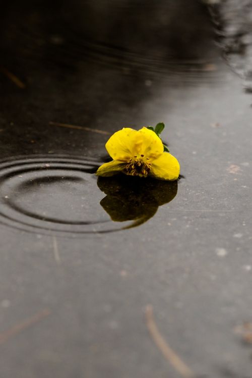 flower puddle rain