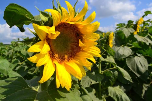 flower sunflower western nghe an