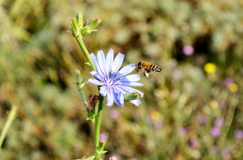 flower bee babu