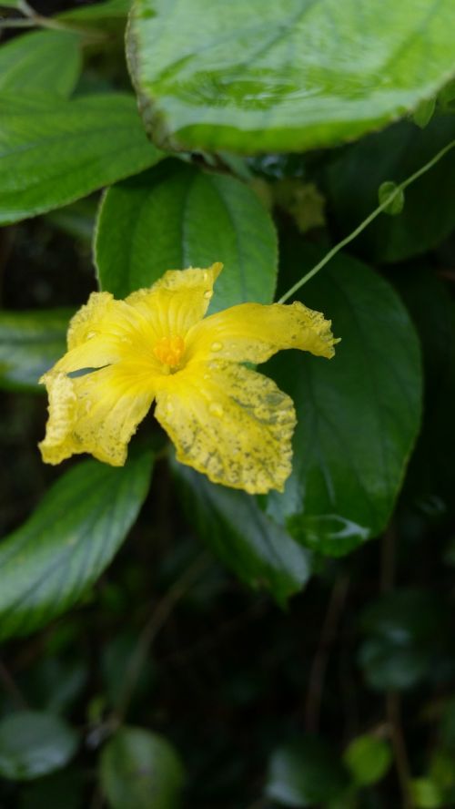 flower yellow nature