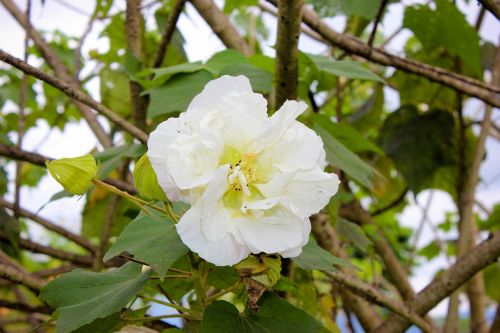 flower white nature