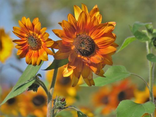 flower sunflower rust