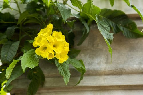 flower yellow nature