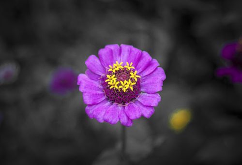 flower purple purple flower