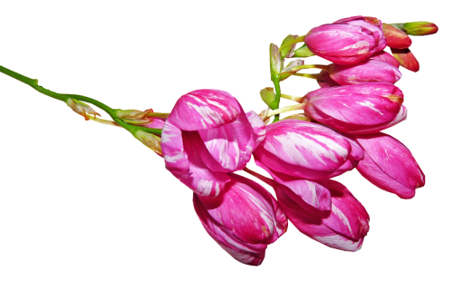 flower buds pink striped