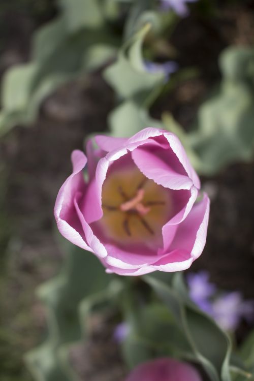 flower holland europe