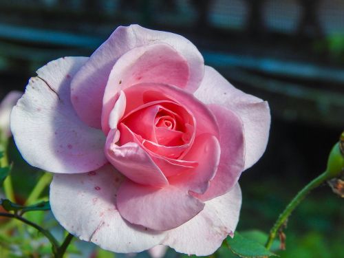flower rosa beauty