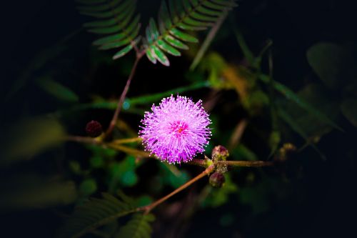 flower pink nature