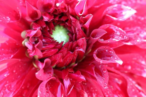 flower petals red