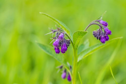 flower blooms green